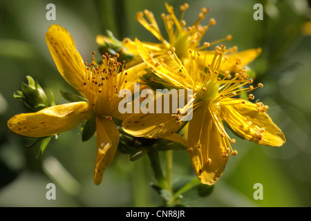 gemeinsamen St-Johanniskraut, Perforieren St-Johanniskraut, Klamath Weed, St.-Johanniskraut (Hypericum Perforatum), Blumen, Deutschland, Bayern Stockfoto