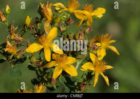 gemeinsamen St-Johanniskraut, Perforieren St-Johanniskraut, Klamath Weed, St.-Johanniskraut (Hypericum Perforatum), Blumen, Deutschland, Bayern Stockfoto