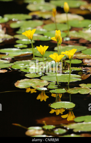 Fransen Seerose (Nymphoides Peltata), Blumen mit Spiegelbild im Wasser Oberfläche, Deutschland, Bayern Stockfoto