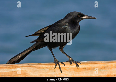 Boot-angebundene Grackle (Quiscalus großen) auf Holzzaun, USA, Florida Stockfoto