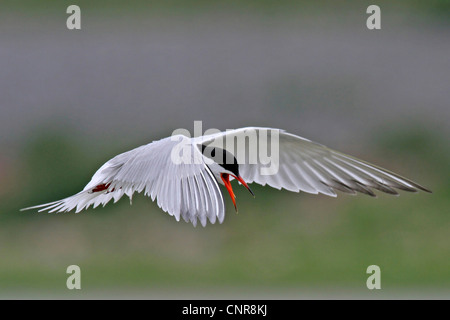 Seeschwalbe (Sterna Hirundo), fliegen, Niederlande Stockfoto