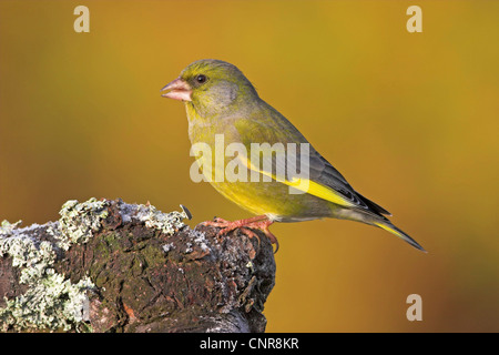 westlichen Grünfink (Zuchtjahr Chloris), am Zweig, Europa Stockfoto