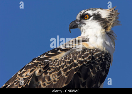 Fischadler, Fisch Hawk (Pandion Haliaetus), Porträt, USA, Florida, Flamingo Stockfoto