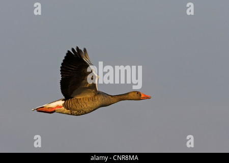 Graugans (Anser Anser), fliegen im Abendlicht, Europa Stockfoto