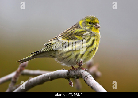 Girlitz (Serinus Serinus), sitzt auf einem Ast, Deutschland Stockfoto