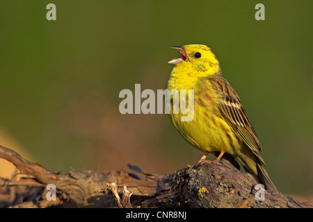 Goldammer (Emberiza Citrinella), Männlich, singen auf einem Baumstumpf, Europa Stockfoto