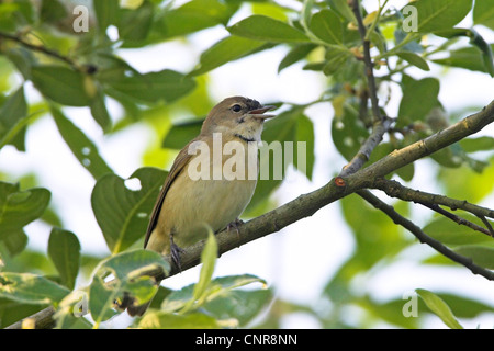 Garten-Grasmücke (Sylvia borin), singen, sitzt auf einem Zweig, Deutschland, Rheinland-Pfalz Stockfoto