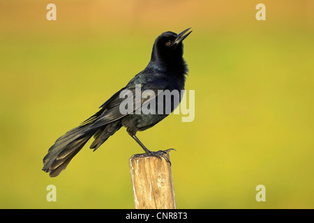 Boot-angebundene Grackle (Quiscalus großen), auf der Post, USA, Florida Stockfoto