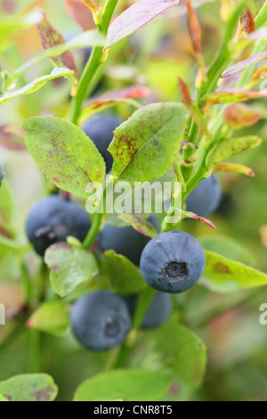 Zwerg-Heidelbeere, Heidelbeere, Huckleberry, niedrige Blaubeeren (Vaccinium Myrtillus), Heidelbeeren, Deutschland, Nordrhein-Westfalen Stockfoto