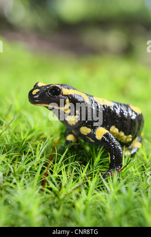 Europäische Feuersalamander (Salamandra Salamandra), in Moos, Deutschland, Nordrhein-Westfalen Stockfoto