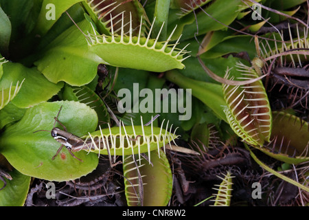 Heuschrecke in Venusfliegenfalle Blatt Dionaea Muscipula südöstlichen USA fotografiert in Natur gefangen Stockfoto