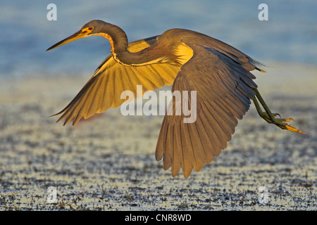 Louisiana Reiher, dreifarbigen Reiher (Egretta Tricolor) fliegen am Abend Licht, USA, Florida, Everglades Nationalpark Stockfoto