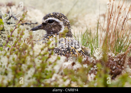 Europäische Goldregenpfeifer (Pluvialis Apricaria), mit Regentropfen auf seiner "Gefieder; Zucht in der Tundra, Norwegen, Knutsho Landschaftschutzgebiet, Opdal Stockfoto