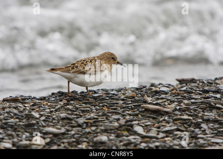 Temminck Stint (Calidris Temminckii), auf das Futter am Lake shore, Norwegen, Knuthso Landschaftsschutzgebiet, Opdal Stockfoto