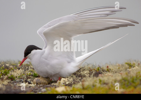 Küstenseeschwalbe (Sterna Paradisaea) brütet in der Tundra, Eiern sichtbar, Norwegen, Knuthso Landschaftsschutzgebiet, Opdal Stockfoto