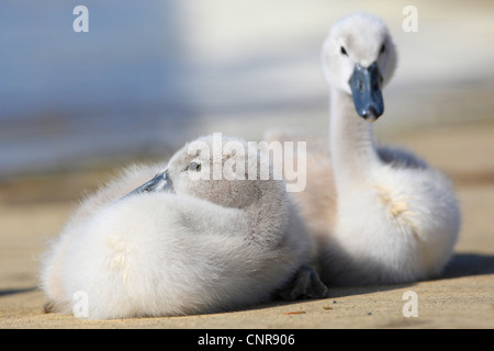 Höckerschwan (Cygnus Olor), zwei Schwan Küken, Deutschland, Nordrhein-Westfalen, Sauerland Stockfoto