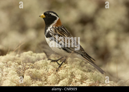 Lappland Bunting (Calcarius Lapponicus), auf Flechten, Norwegen, Knuthso Landschaftsschutzgebiet, Opdal Stockfoto