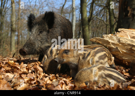 Wildschwein, Schwein, Wildschwein (Sus Scrofa), Weibchen mit hatte auf den Feed, Deutschland, Nordrhein-Westfalen, Sauerland Stockfoto