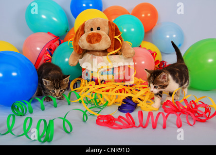 Zwei Kätzchen feiern Geburtstag mit Luftballons und Luftschlangen Stockfoto