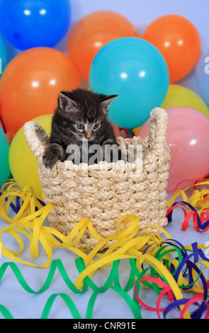 Zwei Kätzchen feiern Geburtstag mit Luftballons und Luftschlangen Stockfoto