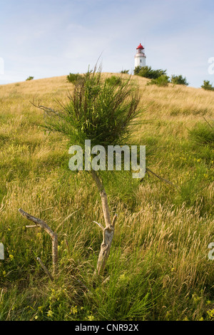 Dyer's Greenweed, Färberin Greenweed (Genista Tinctoria), Greenweed mit Leuchtturm, Deutschland, Mecklenburg-Vorpommern, Hiddensee Stockfoto