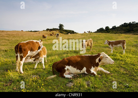 Hausrind (Bos Primigenius F. Taurus), Kühe auf der Weide, Deutschland, Mecklenburg-Vorpommern, Hiddensee Stockfoto