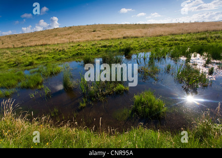 kleiner Pool auf Sumpf Wiese, Deutschland, Mecklenburg-Vorpommern, Hiddensee Stockfoto