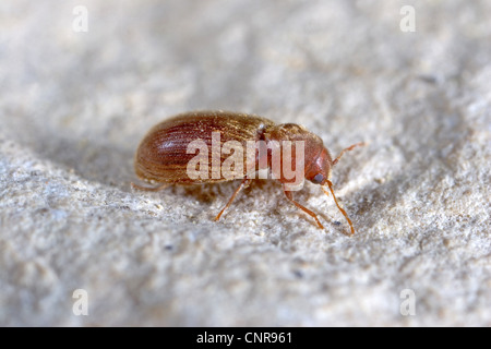 Brotkäfer, Drogerie Rüsselkäfer, Biskuit Käfer, Brot Käfer (Stegobium Paniceum), an einer Wand, Deutschland, Baden-Württemberg Stockfoto