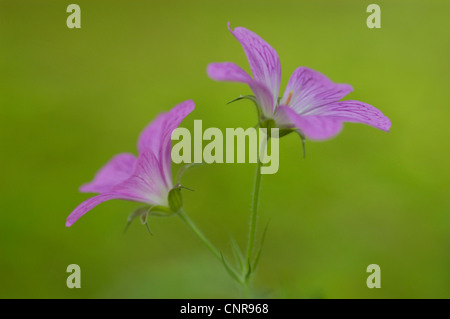 Französisch-Storchschnabel (Geranium Endressii), blühen Stockfoto