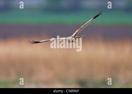 westlichen Rohrweihe (Circus Aeruginosus), fliegen, Europa Stockfoto