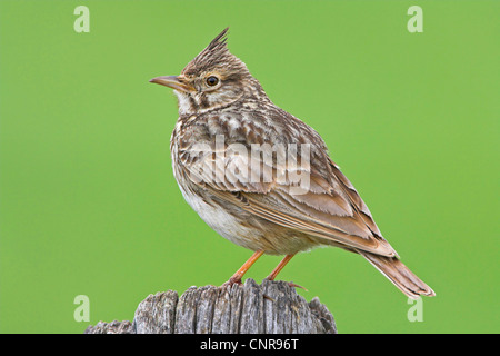 erklommene Lerche (Galerida Cristata), Post, Europa Stockfoto