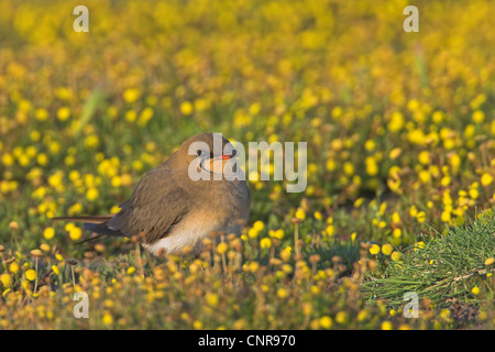 Rotflügel-Brachschwalbe (Glareola Pratincola), auf blühende Wiese, Europa Stockfoto