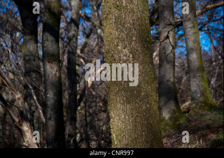 Bäume entlang der West Highland Way Wanderweg entlang Loch Lomond in Schottland Stockfoto