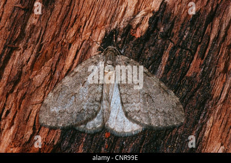 November Motte, Geometer Moth (Epirrita Dilutata), sitzen auf einem Baumstamm, Deutschland Stockfoto