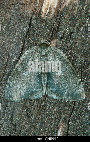 November Motte, Geometer Moth (Epirrita Dilutata), sitzen auf einem Baumstamm, Deutschland Stockfoto