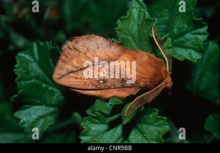 Der Trinker (Philudoria Potatoria, Euthrix Potatoria), sitzt auf einem Blatt, Deutschland Stockfoto