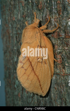 Der Trinker (Philudoria Potatoria, Euthrix Potatoria), sitzen auf einem Baumstamm, Deutschland Stockfoto