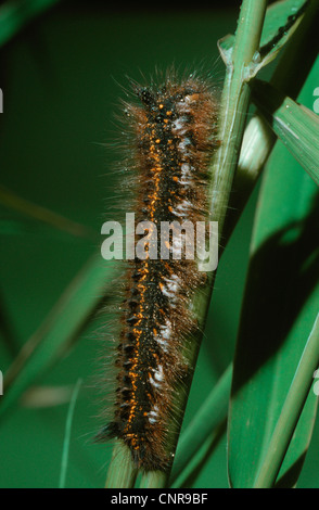 Der Trinker (Philudoria Potatoria, Euthrix Potatoria), Raupe Sitzt ein Einems Staengel, Deutschland Stockfoto