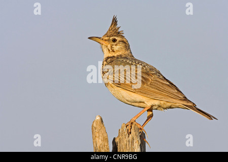 erklommene Lerche (Galerida Cristata), Zweig, Europa Stockfoto