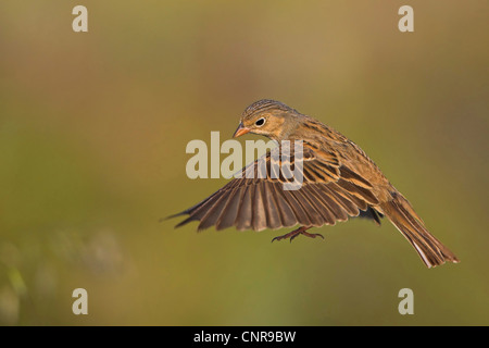 Cretzschmar der Ammer (Emberiza Caesia), fliegen, Europa Stockfoto