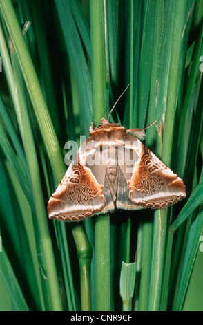 Buff Bögen (Habrosyne Pyritoides), sitzen, Gras, Deutschland Stockfoto