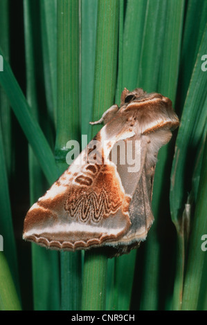 Buff Bögen (Habrosyne Pyritoides), sitzen, Gras, Deutschland Stockfoto