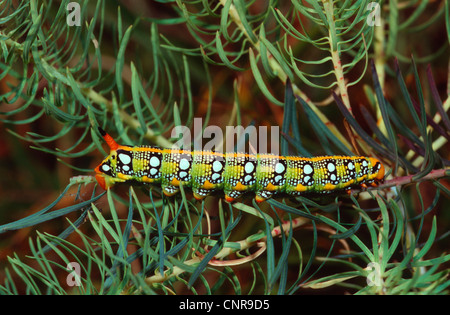 Wolfsmilch Hawkmoth (stark Euphorbiae, Celerio Euphorbiae), Raupe, die sitzen in Wolfsmilch, Deutschland Stockfoto