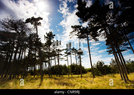 Scotch, Kiefer, Scots Kiefer (Pinus Sylvestris), Wald bei Sonnenschein, Deutschland, Mecklenburg-Vorpommern, Hiddensee Stockfoto