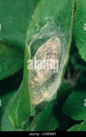 Lakai, Europäische Lakai Motte, gemeinsame Lakai (Malacosoma Neustrien), Verpuppung: Raupe in einem Kokon der Puppe, Deutschland Stockfoto