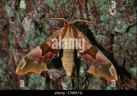 Kalk-Hawkmoth (Mimas Tiliae), sitzen auf einem Baumstamm, Deutschland Stockfoto