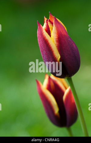 Tulipa. Triumph Tulpe Gavota Stockfoto