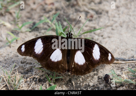 Tropischer Schmetterling (Hypolimnas Misippus), am Boden, Namibia, Mudumo Nationalpark Stockfoto