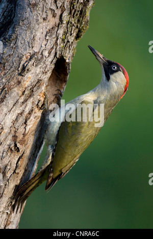 Grünspecht (Picus Viridis), weibliche Zucht-Höhle, Österreich Stockfoto