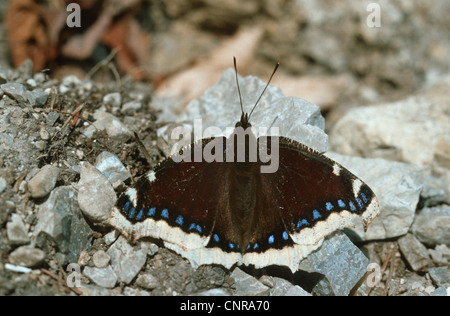 Camberwell Schönheit (Nymphalis Antiopa), Sonnen auf dem Boden, Deutschland Stockfoto